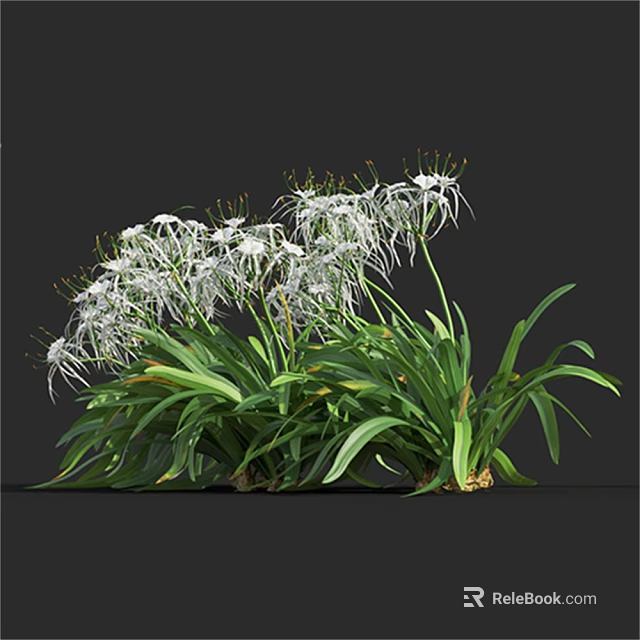 Stunning White Flowers With Long Slender Petals And Lush Green Leaves 3d model 
