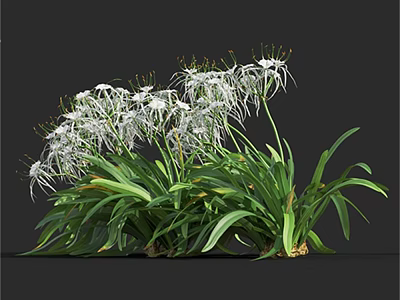 Stunning White Flowers With Long Slender Petals And Lush Green Leaves 3d model