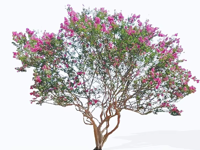 Vibrant Ornamental Tree With Pink Flowers And Lush Green Leaves In Garden 3d model