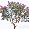 Vibrant Ornamental Tree With Pink Flowers And Lush Green Leaves In Garden