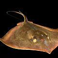 Brown Stingray With Flat Body And Long Tail In Close Up View