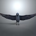 Bird with Spread Wings Standing on Neutral Gray Background Detailed Feathers
