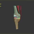 Human Knee Joint Anatomical Structure Showing Bones Muscles and Cartilage Details