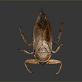 Giant Water Bug With Brown Exoskeleton And Large Forelegs In Macro Photography