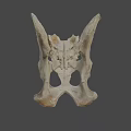 Anatomical Structure Of Light Colored Animal Pelvis Skeleton On Dark Background