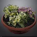 Vibrant Yellow and Purple Flowers in Red Pot with Lush Green Leaves