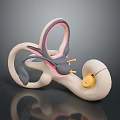 3D Rendered Inner Ear Anatomy Model With Colored Structures And Cochlea
