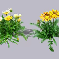 Flower Plants Featuring White Yellow Daisies And Yellow Orange Blooms With Green Leaves