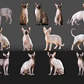 Various Reptile Species In Different Colors And Poses On Dark Background