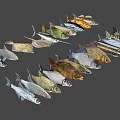 Collection of Various Aquatic Fish Species in Different Colors Shapes and Sizes