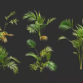 Lush Green And Yellow Palm Leaves With Vibrant Foliage And Natural Shadows