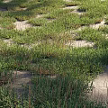 Vibrant Green Grasses Growing in Sandy Terrain with Dense Natural Clumps