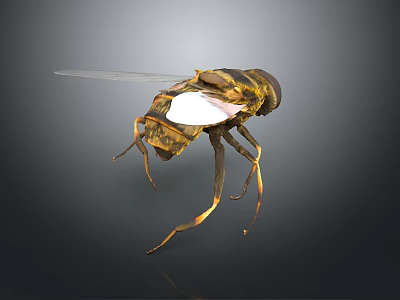 Yellow And Black Striped Fly With Transparent Wings Slender Legs On Dark Background 3d model