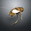 Yellow And Black Striped Fly With Transparent Wings Slender Legs On Dark Background