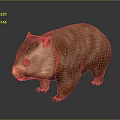 Brown Fluffy Wombat Standing On Dark Background With Realistic Texture 3d model