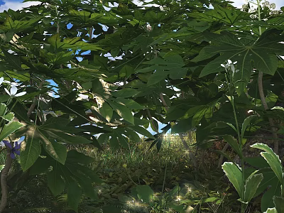 Shrub with Lush Green Leaves in Natural Garden Setting with Sunlight and Blue Sky Background 3d model