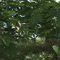 Shrub with Lush Green Leaves in Natural Garden Setting with Sunlight and Blue Sky Background