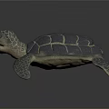 Modern Turtle Little Turtle Sea Turtle 3d model