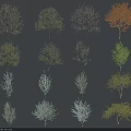 Various Arbor Trees Showcasing Diverse Leaf Colors And Natural Growth Shapes