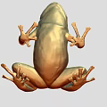 Golden Frog Sculpture with Metallic Shiny Texture and Detailed Physical Features
