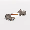 Two Realistic Gray Spotted Rabbits Crouching On White Background 3d model
