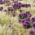 Blooming Purple Flower Clusters with Green Ornamental Grass in Garden Landscape Design