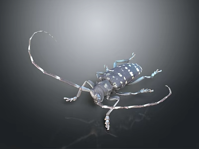 Detailed Dark Beetle With Long Antennae And White Spots On Reflective Background 3d model
