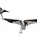Two Black And White Cranes As Flying Animals Spreading Wings On White Background