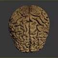 Highly Detailed 3D Rendered Human Brain Model With Anatomical Surface Structures