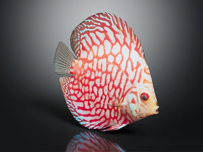 Red And White Striped Spotted Discus Fish With Vibrant Colors Round Body And Red Eyes 3d model