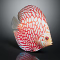 Red And White Striped Spotted Discus Fish With Vibrant Colors Round Body And Red Eyes