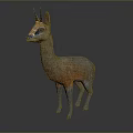 Orange and White Vicuna Animal With Blue Tipped Ears Black Nose Standing on Gray Background
