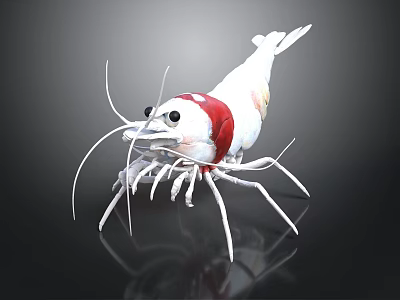 White Shrimp With Red Section Long Antennae And Legs On Black Background 3d model