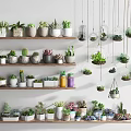 Various Bonsai and Potted Succulents on Layered Shelves with Hanging Glass Planters