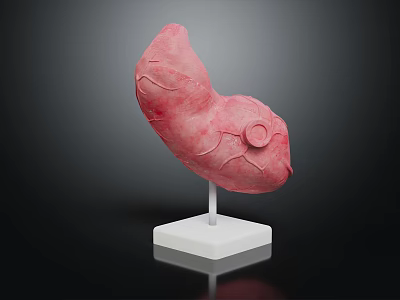 Anatomical Organ And Hair Structure Model With Red Texture On White Display Stand 3d model