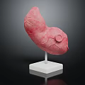 Anatomical Organ And Hair Structure Model With Red Texture On White Display Stand