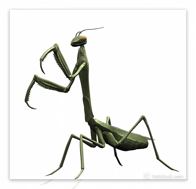 Green Flying Mantis Insect With Long Forelegs And Detailed Body Structure 3d model 