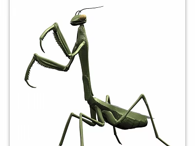 Green Flying Mantis Insect With Long Forelegs And Detailed Body Structure 3d model