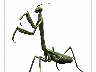 Modern Mantis model