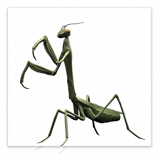 Modern Mantis 3d model