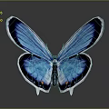 Stunning Blue Butterfly With Black Edged Wings On Dark Gradient Background