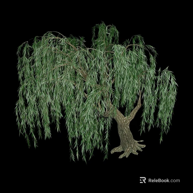 Willow Tree With Long Hanging Branches And Fresh Green Leaves Isolated On Black Background 3d model 