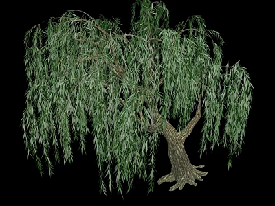 Willow Tree With Long Hanging Branches And Fresh Green Leaves Isolated On Black Background 3d model