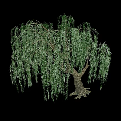 Willow Tree With Long Hanging Branches And Fresh Green Leaves Isolated On Black Background 3d model