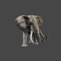 Realistic African Elephant With Large Ears Ivory Tusks And Rough Skin