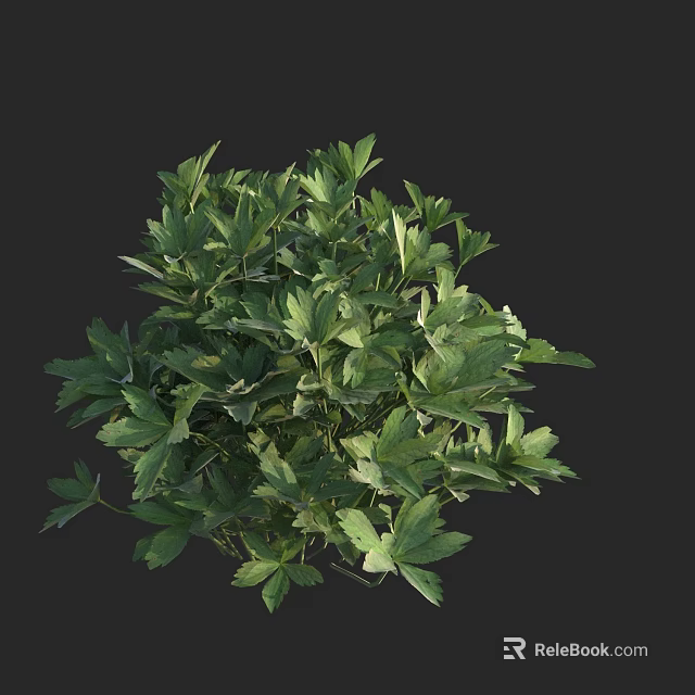 Botanical Display Of Vibrant Green Leafy Plants With Lush Dense Foliage Against Dark Background 3d model 