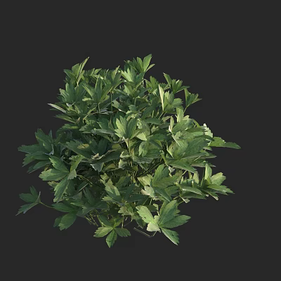 Botanical Display Of Vibrant Green Leafy Plants With Lush Dense Foliage Against Dark Background 3d model