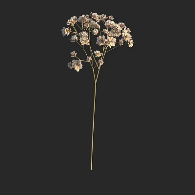 Minimalist Vase With White Small Flowers And Slender Stems On Black Background 3d model