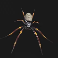 Large Spider With Light Body Long Legs And Yellow Brown Stripes On Black Background