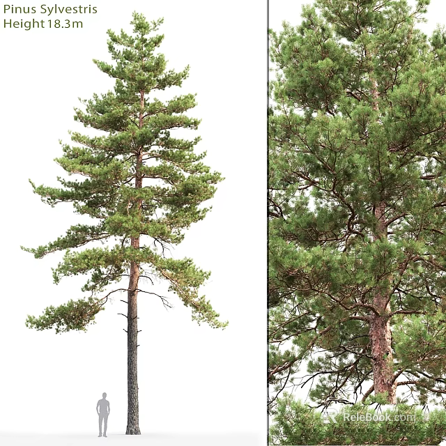 Decorative Pine Tree Ornament Set With Two Trees Isolated On White And Natural Background 3d model 
